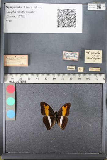 Media type: image;   Entomology 145406